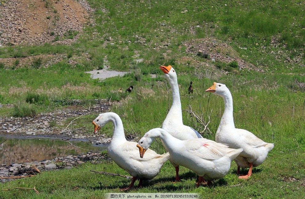 雛鵝為什么會(huì)互相啄毛？怎么解決？