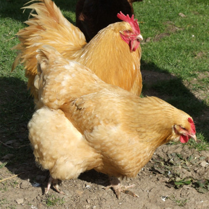 各種雞糞預(yù)示著什么疾??？（疾病技術(shù)）