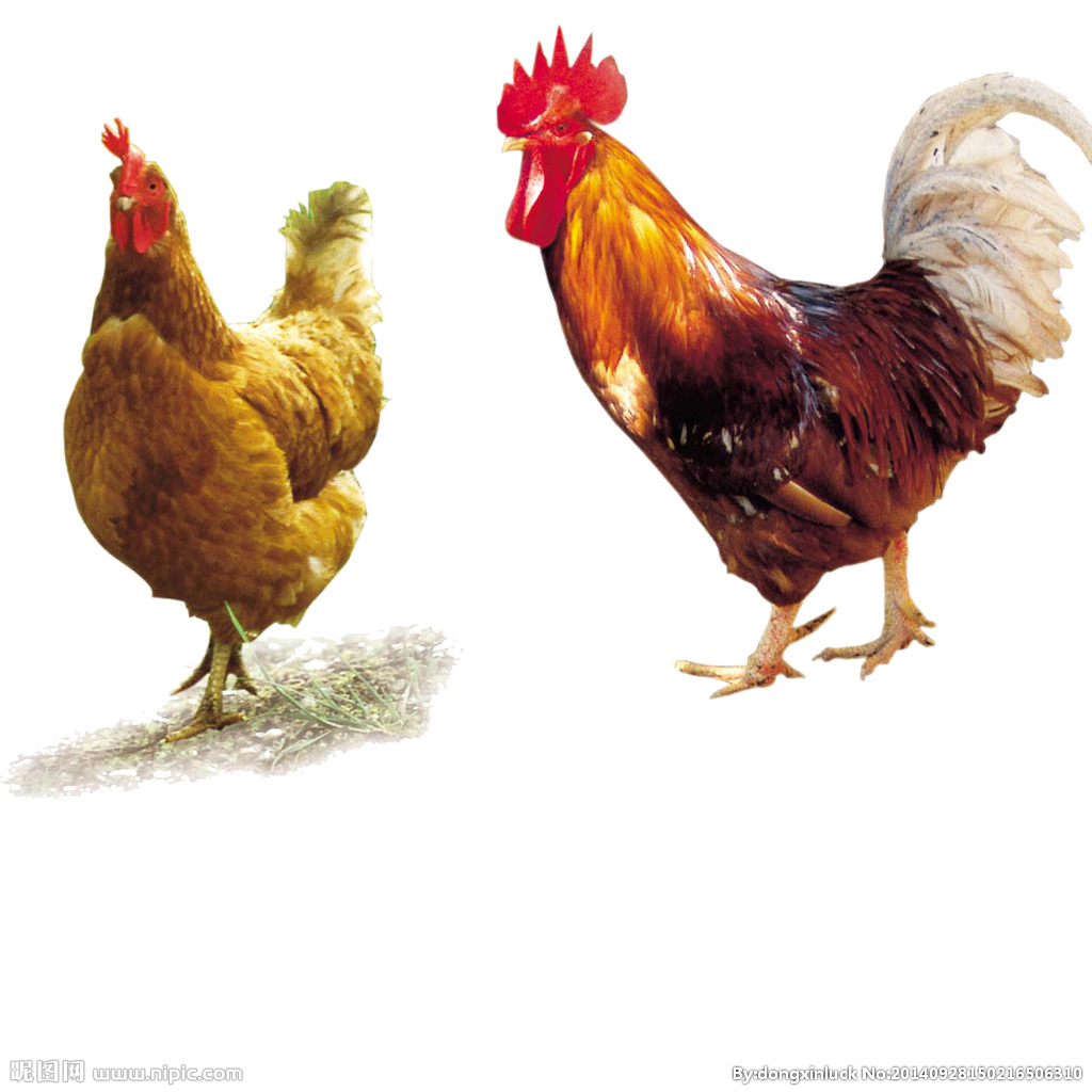  提高肉鴨養(yǎng)殖效益！這八個飼養(yǎng)管理要注意了?。夹g(shù)） 